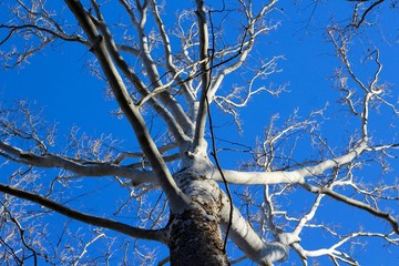 A view from under the white tree with the blue skies.