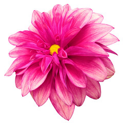 flower isolated bright pink dahlia on a white  background with clipping path.  For design.  Closeup.  Nature.