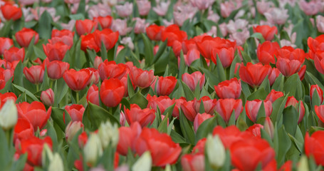 Tulip flower garden