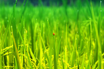 green grass and ladybug