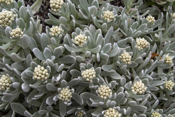 Flora of Lanzarote - helichrysum gossypinum