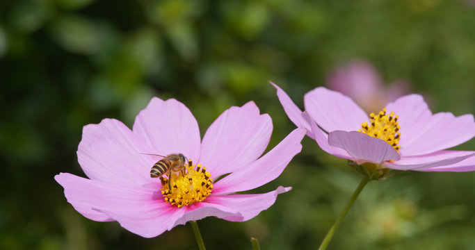 Bee fry to cosmos flower