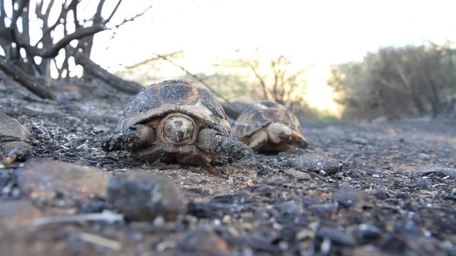 Burnt Greek tortoise Close shot of dead burnt Greek tortoise 