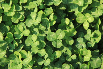 一面のクローバー(静岡県)