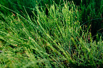 Grass is green in sunny weather, great picture for background.