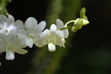 close-up of a blossom of an orchid