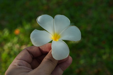 beautiful white plumeria in hand,blur nature background,copy space