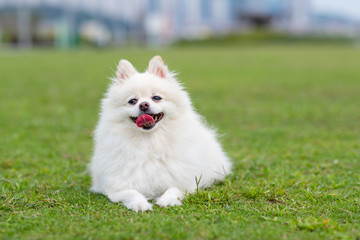 Pomeranian dog on green grass