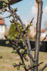 Frühlingserwachern im Garten