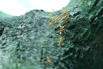 ant 