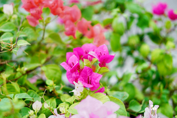 colourful Bougainvilleas on nature background,copy space