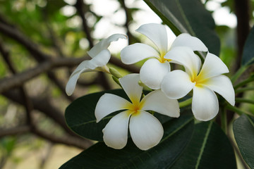 white four plumerias bouquet on tree background,copy space