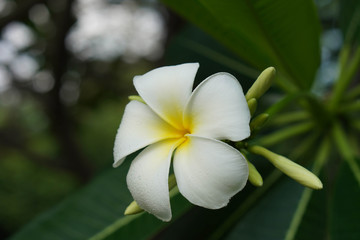 white plumeria on nature background