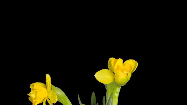 Yellow narcissus blossom buds ALPHA matte, FULL HD (Narcissus Sweet Pomponette). timelapse