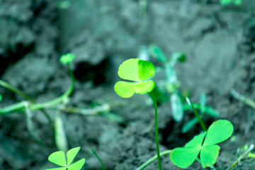 green leaves of plant
