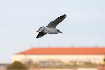 Danube River Seagulls flying across Petrovaradin Fortress