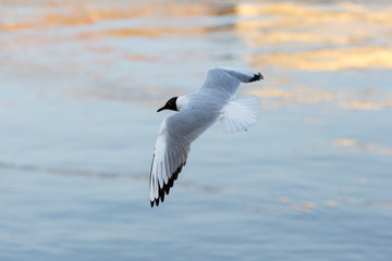 Danube Seagulls flying above river in sunset