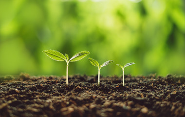 Growth Trees concept seedlings nature background Beautiful green