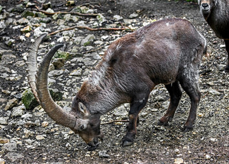 Alpine ibex male. Latin name - Capra ibex	