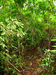 Amazon river, Peru, South America, Selva, Jungle