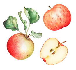 Watercolor red garden apples with green leaves