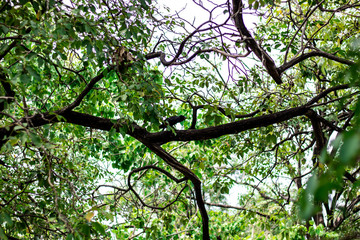 A Black crow, Black crow on the tree tops.