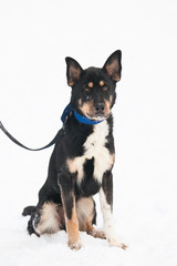 Black dog on the blue leash, winter