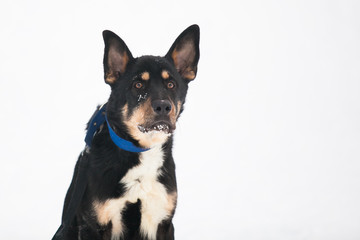 Black dog on the blue leash, winter