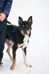 Black dog with blue collar, winter