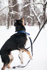 Black dog jumps, winter