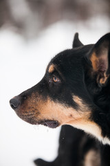 Black dog, portrait, side-face,  close up