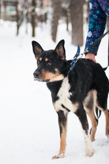Black dog on the blue leash, winter
