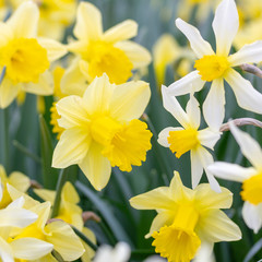 Fototapeta premium Blooming flowers of different varieties of daffodils closeup