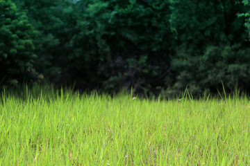 Edge of forest with green grass field 