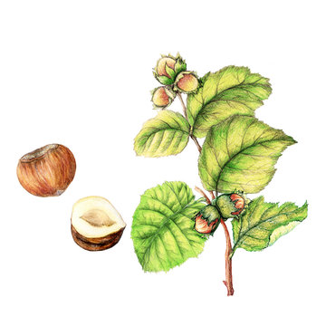 Botanical Illustration Of Hand Drawn Hazelnut