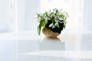White snowdrops on the table
