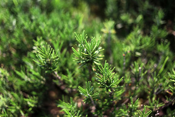Rosemary plants (Rosmarinus officinalis) herb growing in vegetable plot.
