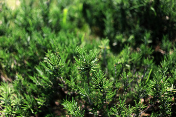 Rosemary plants (Rosmarinus officinalis) herb growing in vegetable plot.