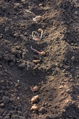 spring planting of potato tubers in ground beds