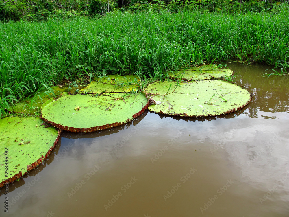 Wall mural Giant water Lily, Amazon river, Peru, South America