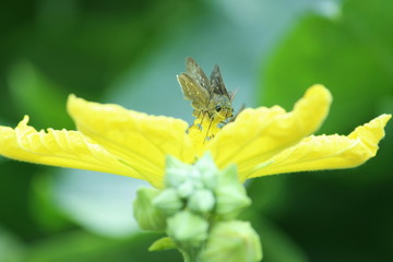 bee on a flower