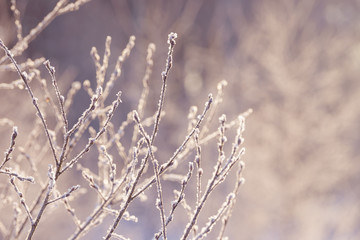 Winter branches covered with snow. Frozen tree and bush branch in winter forest. Winter forest landscape.