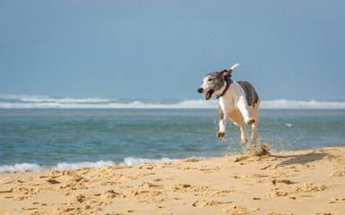 Fototapeta na wymiar happy greyhound at the beach