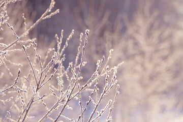 Winter branches covered with snow. Frozen tree and bush branch in winter forest. Winter forest landscape.