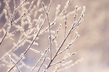 Winter branches covered with snow. Frozen tree and bush branch in winter forest. Winter forest landscape.