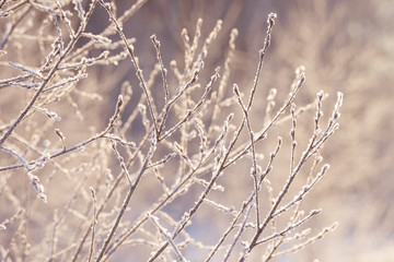 Obraz premium Winter branches covered with snow. Frozen tree and bush branch in winter forest. Winter forest landscape.