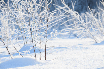 Winter branches covered with snow. Frozen tree and bush branch in winter forest. Winter forest landscape.