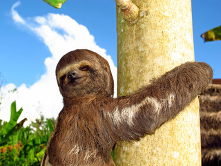 Sloth, Amazon river, Peru, South America, Selva, Jungle