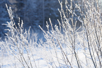 Winter branches covered with snow. Frozen tree and bush branch in winter forest. Winter forest landscape.