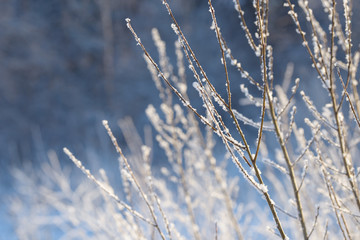 Winter branches covered with snow. Frozen tree and bush branch in winter forest. Winter forest landscape.